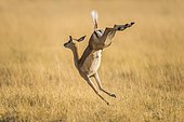 Impala (Aepyceros melampus), female jumping on the run, Moremi wildlife Reserve, Ngamiland, Botswana, Africa