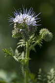 Lacy Phacelia (Phacelia tanacetifolia) in bloom