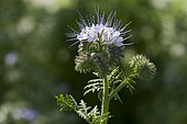 Lacy Phacelia (Phacelia tanacetifolia) in bloom