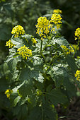 White mustard (Sinapis alba). Flowers