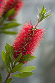 Lemon Bottlebrush (Callistemon citrinus) flower