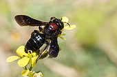 Solitary bee (Andrena fuscosa) female on Charlock mustard (Sinapis arvensis), Crete, Greece