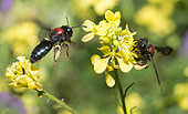 Solitary bee (Andrena fuscosa) female on Charlock mustard (Sinapis arvensis), Crete, Greece