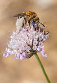 Cuckoo Bee (Tetraloniella strigata) male on Small Scabious (Scabiosa columbaria), Mont Ventoux, Provence, France