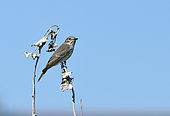 Spotted flycatcher (Muscicapa striata), Cap Sizun Nature Reserve, Ile de Sein, Brittany, France
