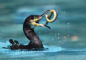 Great Cormorant (Phalacrocorax carbo) fishing for an eel (Anguilla anguilla), Alsace, France