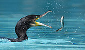 Great Cormorant (Phalacrocorax carbo) fishing, Alsace, France