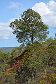 Arillastrum (Arillastrum gummiferum), Prony, New Caledonia