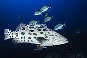 Potato grouper (Epinephelus tukula) and black jack fish (Caranx lugubris). Beautiful specimen of potato grouper in the company of a school of black trevallies at 80 meters depth. Mayotte