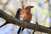 African Hoopoe (Upupa africana) preening on a branch, Botswana