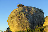 Nesting White Storks (Ciconia ciconia) on a granite boulder, storks are appreciated and ubiquitous in Spain and their nesting is often facilitated by developments on buildings or in parks, Region of Caceres, Estremadura, Spain
