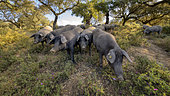 Black pigs in dehesa in Estramadura, Spain. A dehesa is an agro-sylvo-pastoral mode of cultivation formed by a sparse undergrowth grazing where pigs or sheep graze freely and where green or cork oaks grow, cut and exploited. This very old system persists in the poor and dry areas of the Mediterranean basin and covers several million hectares in the Iberian Peninsula.
