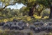Black pigs in dehesa in Estramadura, Spain. A dehesa is an agro-sylvo-pastoral mode of cultivation formed by a sparse undergrowth grazing where pigs or sheep graze freely and where green or cork oaks grow, cut and exploited. This very old system persists in the poor and dry areas of the Mediterranean basin and covers several million hectares in the Iberian Peninsula.