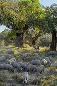 Black pigs in dehesa in Estramadura, Spain. A dehesa is an agro-sylvo-pastoral mode of cultivation formed by a sparse undergrowth grazing where pigs or sheep graze freely and where green or cork oaks grow, cut and exploited. This very old system persists in the poor and dry areas of the Mediterranean basin and covers several million hectares in the Iberian Peninsula.