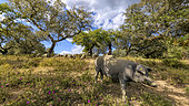 Black pigs in dehesa in Estramadura, Spain. A dehesa is an agro-sylvo-pastoral mode of cultivation formed by a sparse undergrowth grazing where pigs or sheep graze freely and where green or cork oaks grow, cut and exploited. This very old system persists in the poor and dry areas of the Mediterranean basin and covers several million hectares in the Iberian Peninsula.