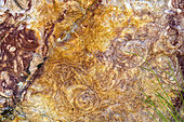 Daedalus desglandi trace fossil in a quarzite of the Ordovician, enigmatic fossil of a few centimeters, present in the quarzites of the Lower Paleozoic, Geopark of Villuercas, Extremadura, Spain