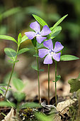 Common periwinkle (Vinca minor)Detail of flowers in the spring, undergrowth, around Toul, Lorraine, France