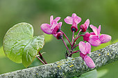 Judas tree (Cercis siliquastrum) Spring flowers detail, Country Garden, Lorraine, France