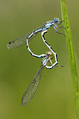 Azure damselfly (Coenagrion puella)