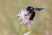 Carpenter Bee (Xylocopa violacea) foraging a Scabiosa (Scabiosa sp) in summer, Collines des Maures, around Hyères, Var, France