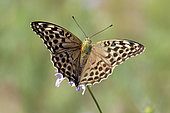 Silver-washed Fritillary (Argynnis paphia)female foraging on a Scabieuse (Scabiosa sp) in summer, Collines des Maures, around Belgentier, Var, France