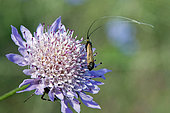 Green Longhorn Moth (Adela reaumurella) on a Scabious (Scabiosa sp) for foraging in summer, Hills of the Gapeau Valley, near Belgentier, Var, France