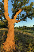 Corked oak (Quercus suber), Portugal. Cork is harvested every 9 years on mature oaks, around 25 years, the trunk turns red orange for a few weeks, Portugal is the leading producer of cork.