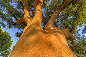 Corked oak (Quercus suber), Portugal. Cork is harvested every 9 years on mature oaks, around 25 years, the trunk turns red orange for a few weeks, Portugal is the leading producer of cork.
