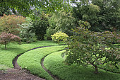 Maples corner (Acer sp) at the botanical garden of Tours, Center-Val de Loire, France