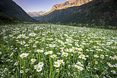 Field of Oxeyedaisy (Leucanthemum vulgare), Prapic, Orcieres, Champsaur, Ecrins National Park, Hautes-Alpes, France