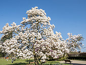 Saucer Magnolia 'Lennei', Magnolia soulangeana 'Lennei', in bloom