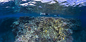 Panoramic reef, a panoramic view of the platier of N'gouja, Mayotte