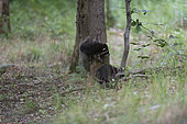 Racoon (Procyon lotor), young racoons playing in Forest of Compiègne, Haut de France, France