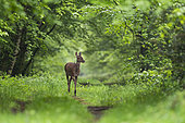 Red Deer (Cervus elaphus), Female red deer walking in Forest of Compiegne, Haut de France, France