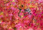 Little owl (Athena noctua) perched amongst red leaves, England