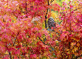 Little owl (Athena noctua) perched amongst red leaves, England
