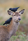 Red deer (Cervus elaphus) hind with jacdaw (Corvus monedula) on her head