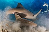 Nurse sharks (Ginglymostomatidae), mating, whirled sand, Bahamas, Central America