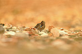 Golden plover (Pluvialis apricaria) resting during the prenuptial migratory passage, october, Cantabrian coast, cabo peñas gijon, Asturies, Spain