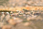 Golden plover (Pluvialis apricaria) resting during the prenuptial migratory passage, october, Cantabrian coast, cabo peñas gijon, Asturies, Spain