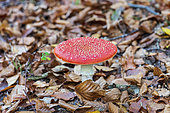 Fly Agaric (Amanita muscaria) undergrowth, Northern Vosges, Moselle, France