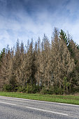 Attack of Bark beetles on an Epicea massif, Northern Vosges, Moselle, France