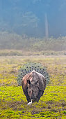 Rhinocéros indien (Rhinoceros unicornis) dans la prairie devant un Paon bleu (Pavo cristatus), parc national de Gorumara, Bengale-Occidental, Inde.