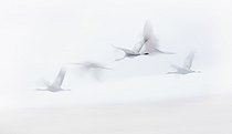 Common Crane (Grus grus) during its wintering in spain winter, Gallocanta lagoon, Tornos, Zaragoza, Spain