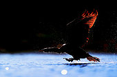Great Cormorant (Phalacrocorax carbo) blacklight in flight, Daimiel, Ciudad Real, Spain