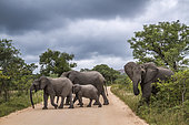 Small group of African bush elephant (Loxodonta africana) crossing safari gravel road in Kruger National park, South Africa