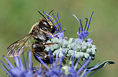 Potter bee (Anthidium septemspinosum) male on Notchleaf flower, solitary bee, Pays de Loire, France