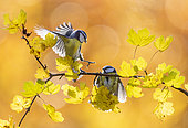 Blue tit (Cyanistes caeruleus) perched on a branch and fighting, England