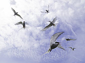 Several Arctic Terns (Sterna paradisaea) circle overhead off the coast of Northumberland, UK.
