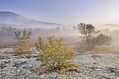 Downy Birch trees (Betula pubescens) and Reindeer Lichen (Cladonia rangiferina), fjell landscape with autumn fog, Rondane National Park, Norway, Europe